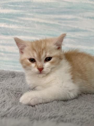 スコティッシュフォールド