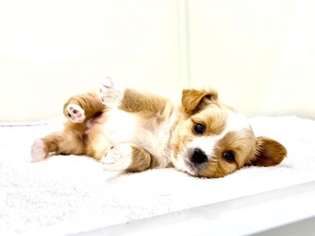 MIXチワワ×チワックス924