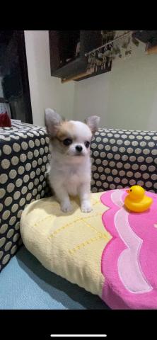 チワワ(ロングコート)