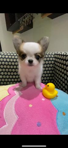 チワワ(ロングコート)