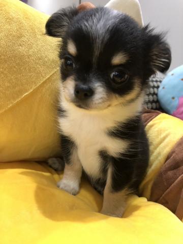 チワワ(ロングコート)