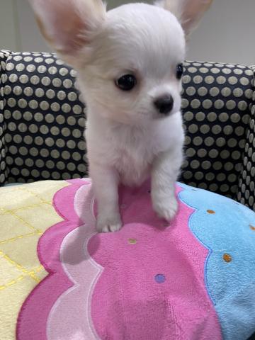 チワワ（ロングコート）