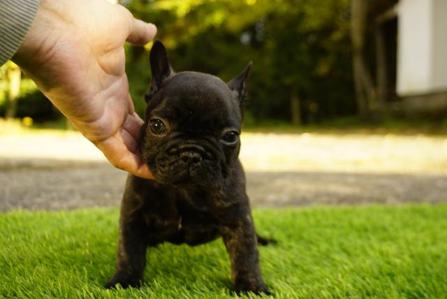 フレンチブルドッグ