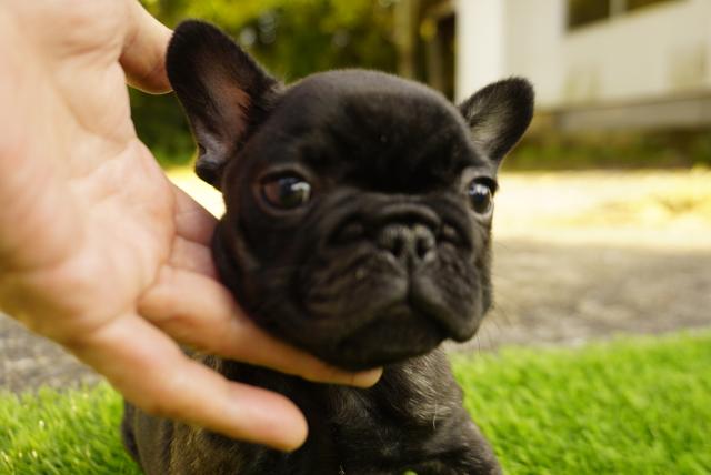 フレンチブルドッグ