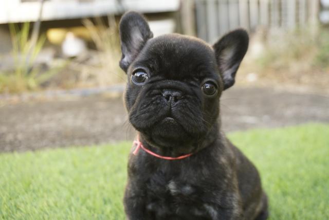 フレンチブルドッグ