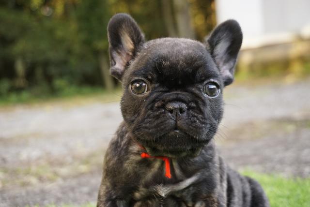 フレンチブルドッグ