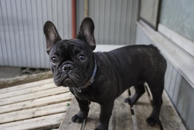 フレンチブルドッグ