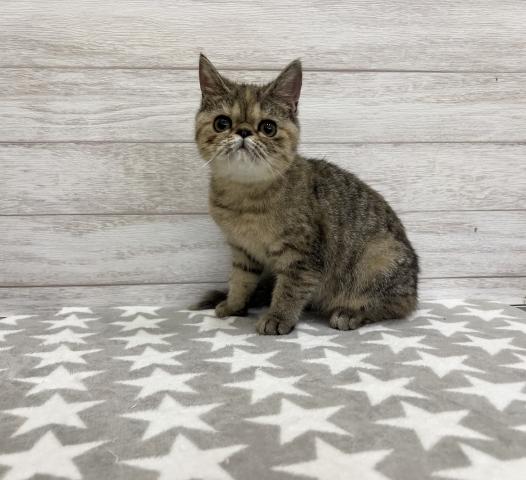 エキゾチックショートヘアー