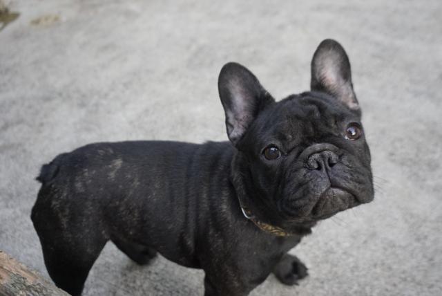 フレンチブルドッグ