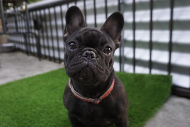 フレンチブルドッグ