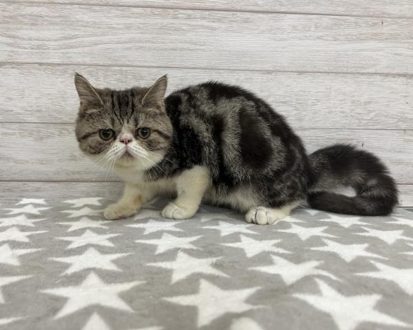 エキゾチックショートヘアー