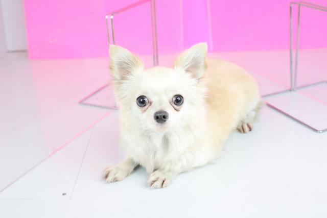 チワワ（ロングコート）