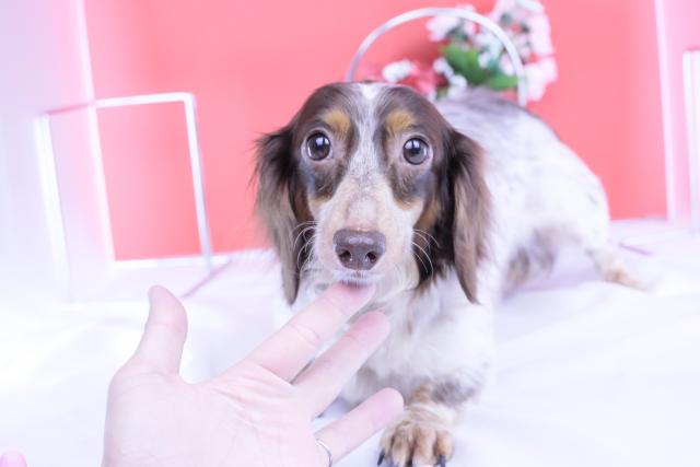 ミニチュアダックスフンド