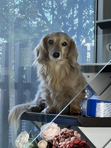 ミニチュアダックスフンド