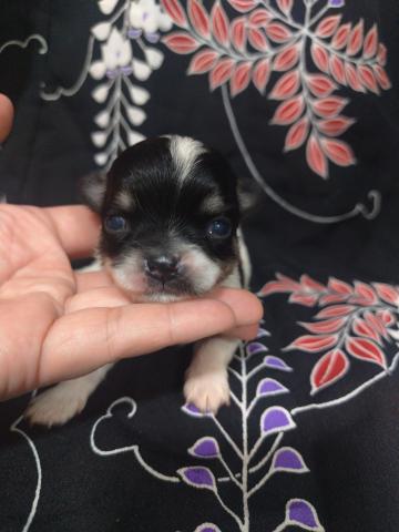 チワワ(ロングコート)