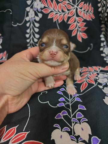 チワワ(ロングコート)