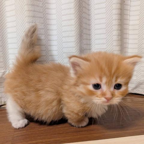 マンチカン男の子(短足)・12/28までにご成約下さった方には割引致します