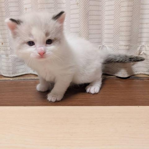 マンチカン男の子・2026年1/12までにご成約下さった方には割引致します