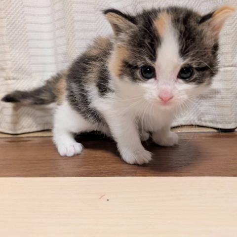 マンチカン女の子・2026年1/12までにご成約下さった方には割引致します