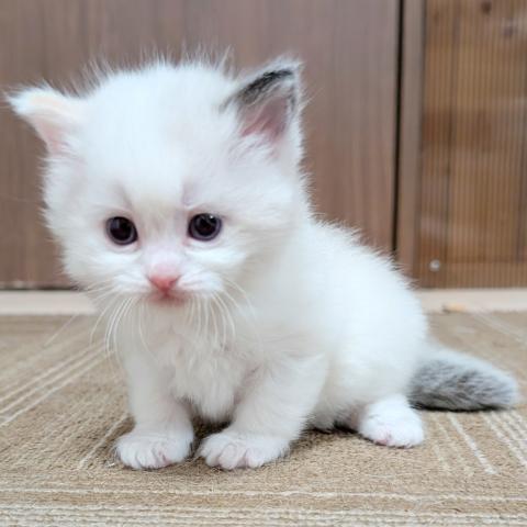 マンチカン女の子・2026年1/12までにご成約下さった方には割引致します