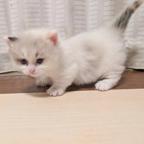 マンチカン女の子(短足)・2026年1/12までにご成約下さった方には割引致します