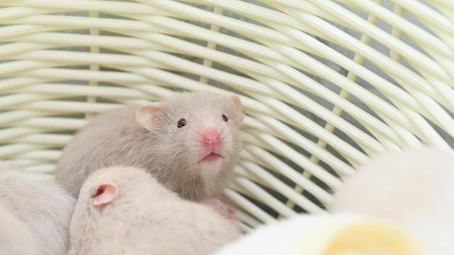 シリアンハムスター(ダヴ長毛)