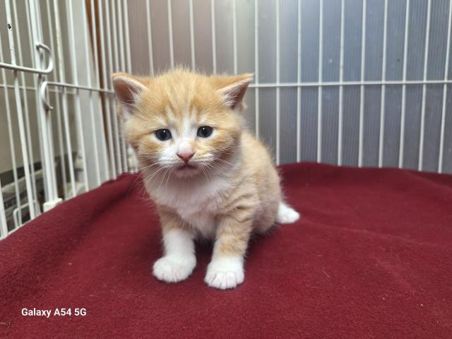 ミヌエット（旧ナポレオン）