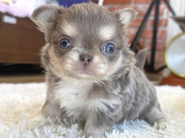 チワワ（ロングコート）