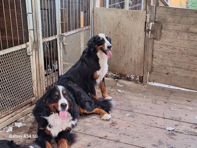 バーニーズマウンテンドッグ