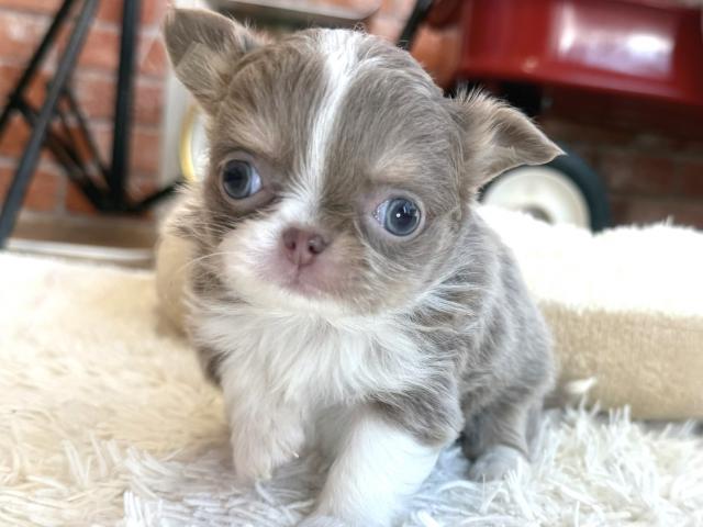 チワワ（ロングコート）