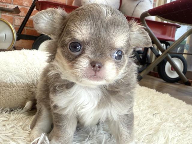 チワワ（ロングコート）