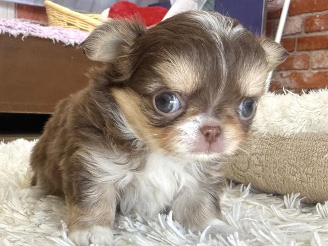 チワワ（ロングコート）