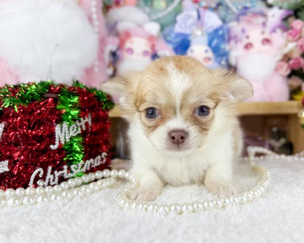 チワワ(ロングコート)