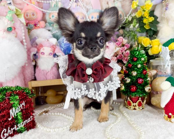 チワワ（ロングコート）