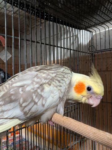 オカメインコ　シナモンパールパイド