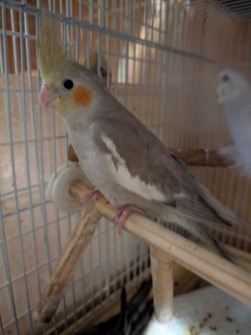 オカメインコ シナモン