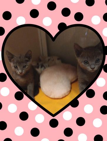 ロシアンブルー