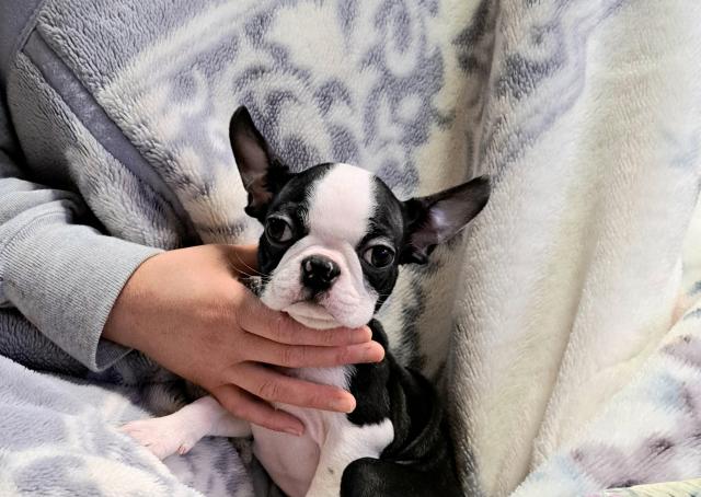 ボストンテリア