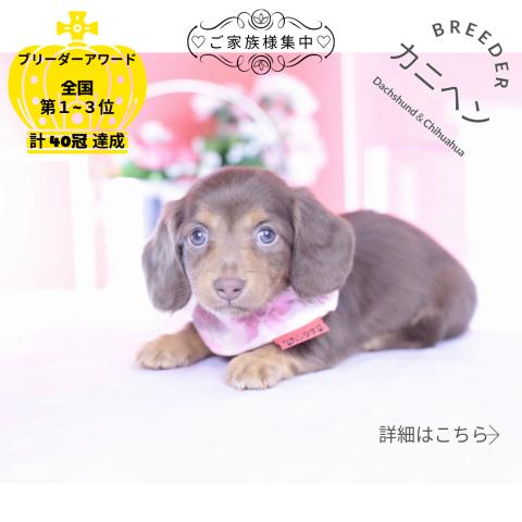 カニヘンダックスフンド　ロング