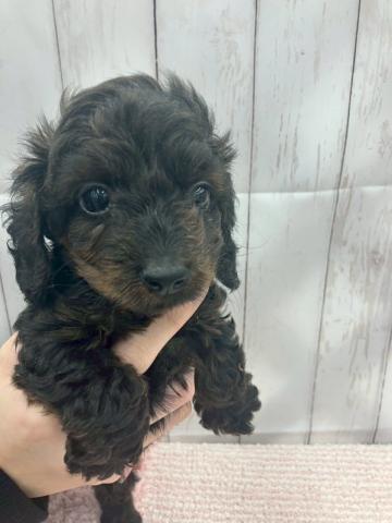 MIXMダックス×トイプードル