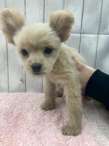 MIXポメラニアン×トイプードル