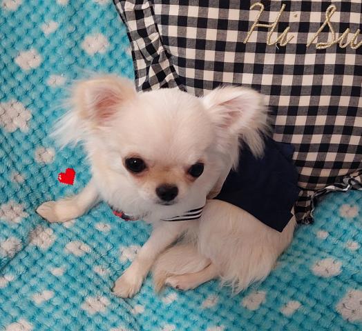 チワワ（ロングコート）