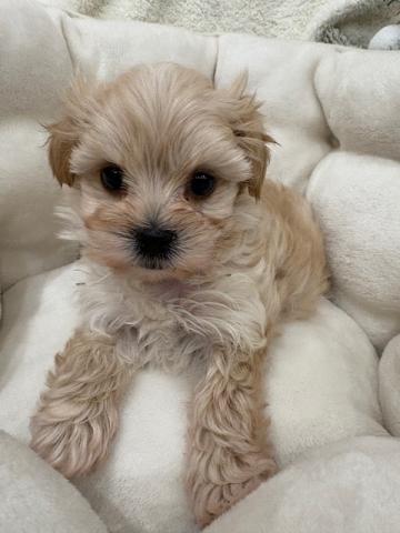 マルチーズ×トイプードル