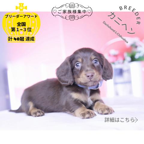 カニヘンダックスフンド　ロング