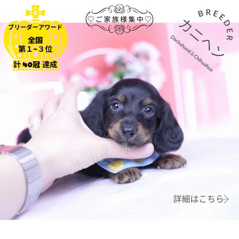 カニヘンダックスフンド　ロング