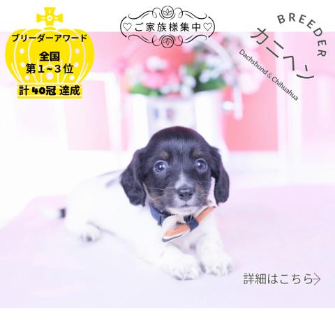 カニヘンダックスフンド　ロング