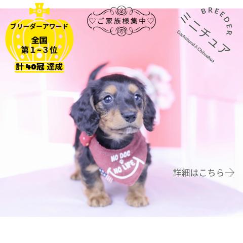 ミニチュアダックスフンド ロング