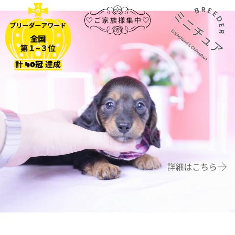 ミニチュアダックスフンド　ロング