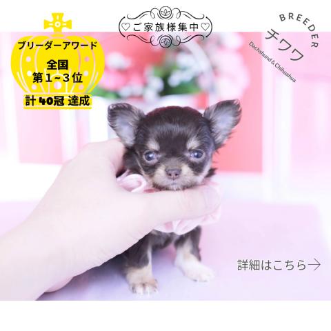 チワワ　ロング