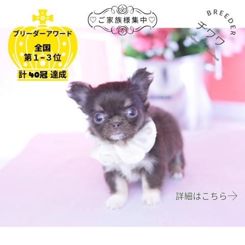 チワワ　ロング